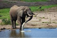 Tembe Elephant Park 1